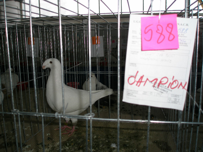 expo. . 96 PCT.exceptional