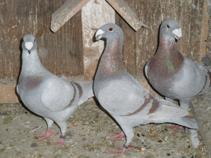 P1010320 - 1-porumbeii mei de suflet