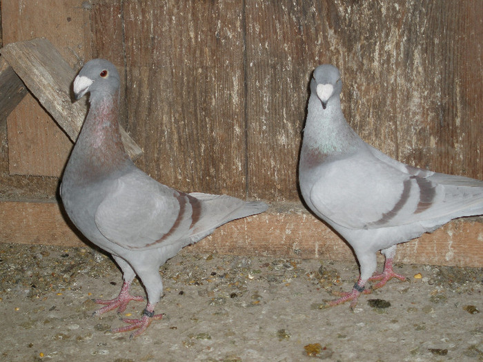 pereche de vanzare de 2010