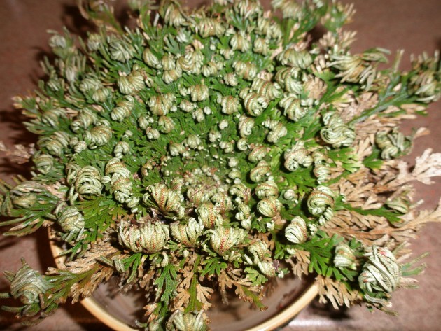 Selaginella lepidophylla