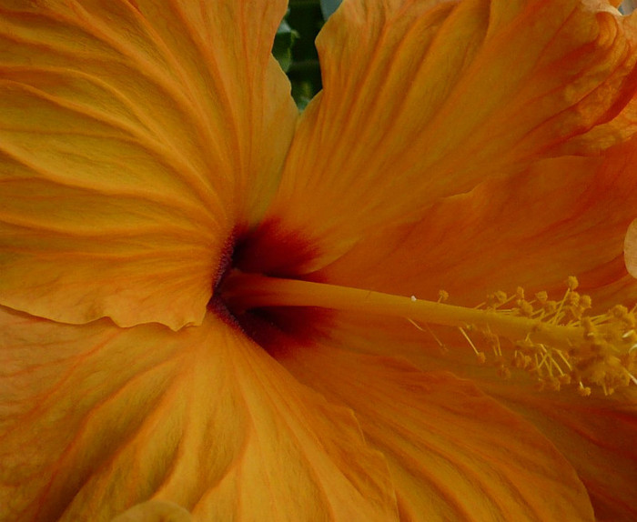 P1370674 - hibiscusi 2012