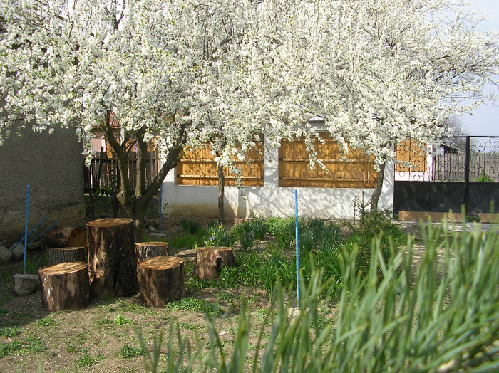 SANY0016; corcodus in floare...
