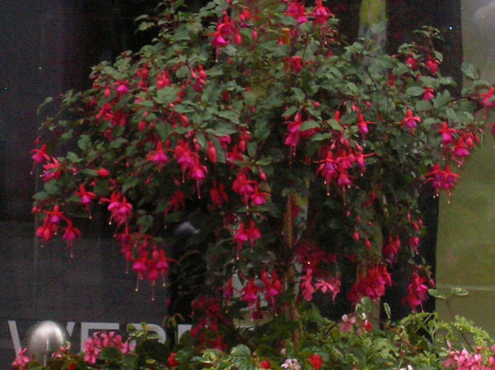 SANY0110; Munchen - Germania
