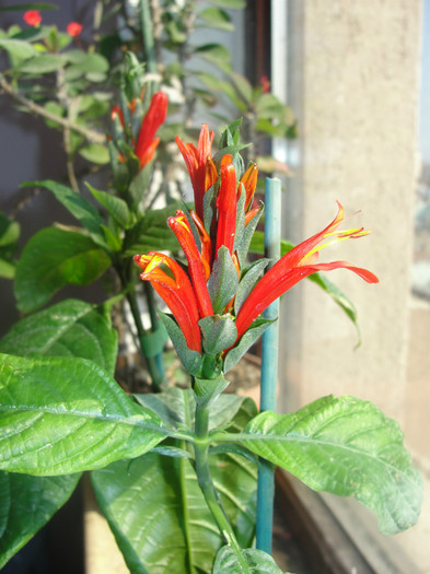  - Jacobinea coccinea-pachystachis coccinea