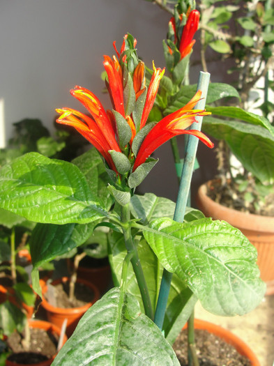  - Jacobinea coccinea-pachystachis coccinea