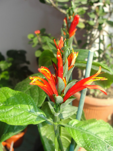  - Jacobinea coccinea-pachystachis coccinea