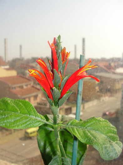  - Jacobinea coccinea-pachystachis coccinea