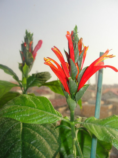  - Jacobinea coccinea-pachystachis coccinea