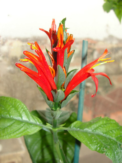  - Jacobinea coccinea-pachystachis coccinea