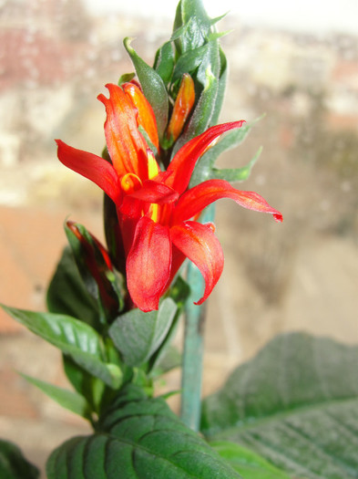  - Jacobinea coccinea-pachystachis coccinea