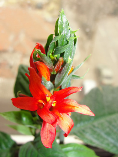  - Jacobinea coccinea-pachystachis coccinea