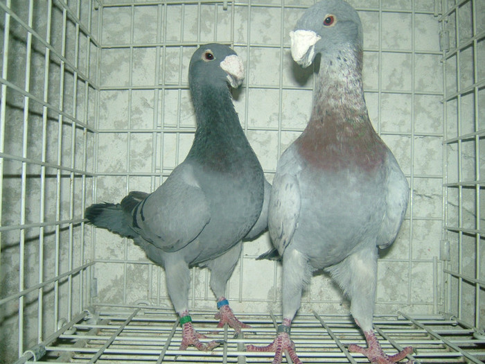 mascul 2008-femela 2007