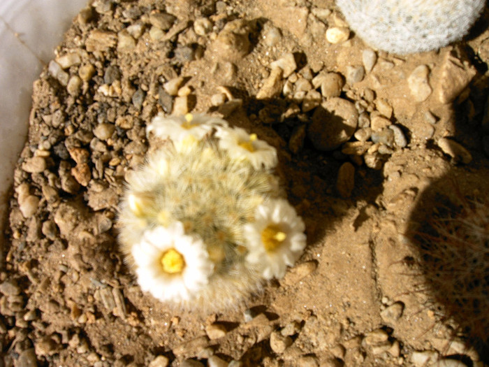 IMAG0003 - Flori cactusi