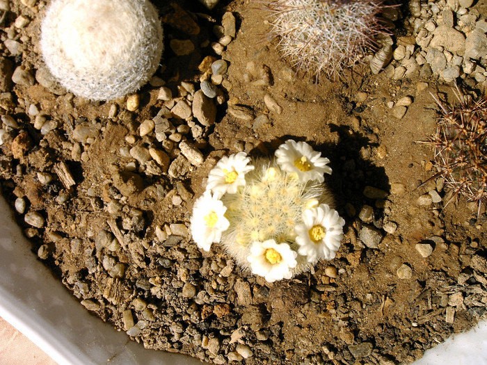 Mammillaria carmenae - Flori cactusi