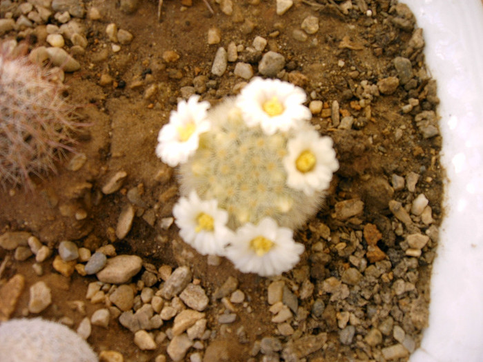 IMAG0024 - Flori cactusi