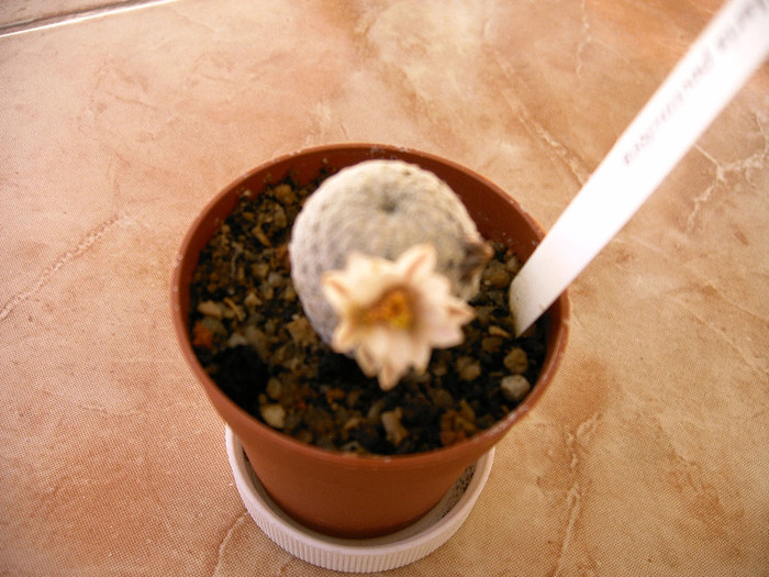 IMAG0025 - Flori cactusi