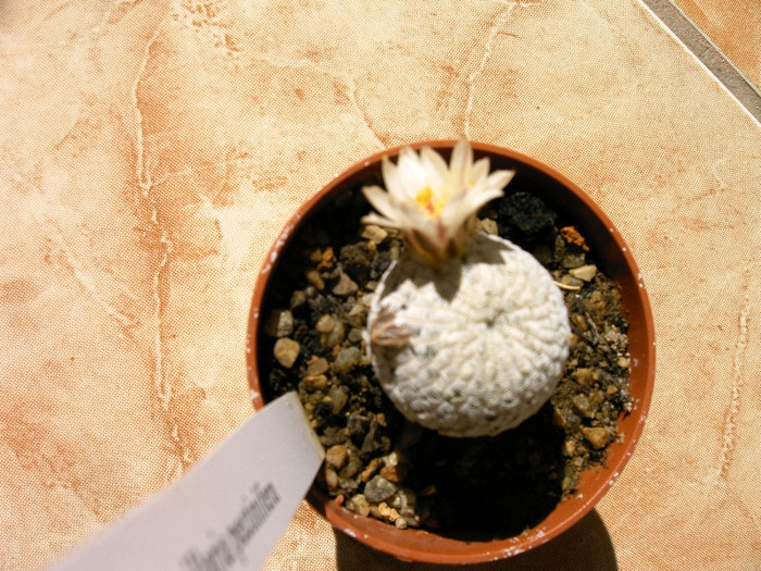 IMAG0027 - Flori cactusi