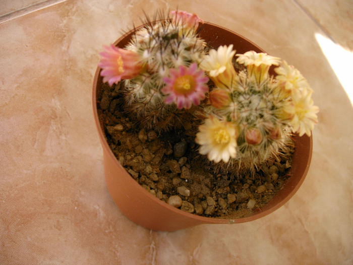 IMAG0028 - Flori cactusi