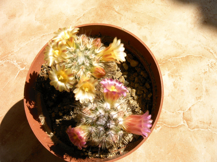 IMAG0030 - Flori cactusi