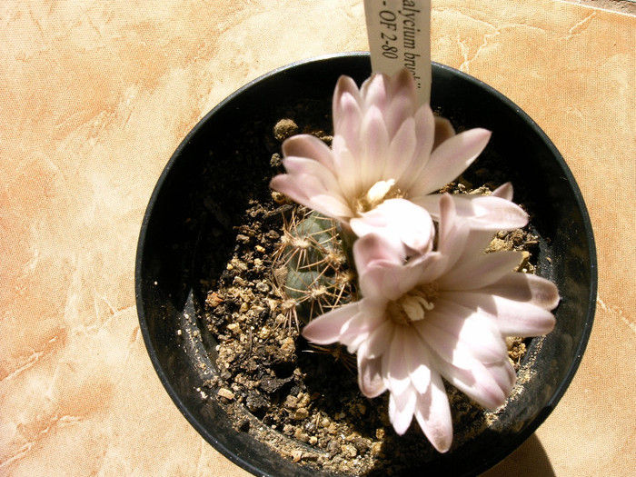 IMAG0029 - Flori cactusi