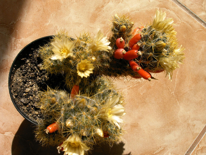 IMAG0031 - Flori cactusi