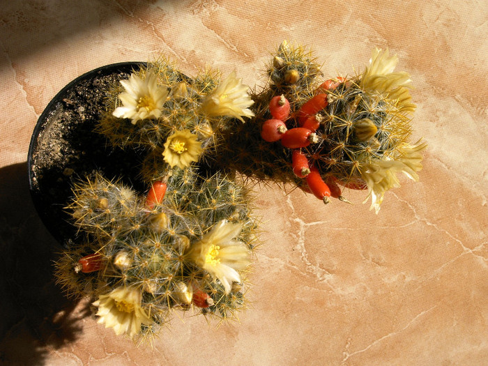 IMAG0032 - Flori cactusi