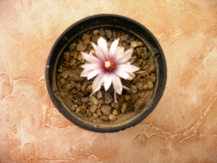IMAG0041 - Flori cactusi
