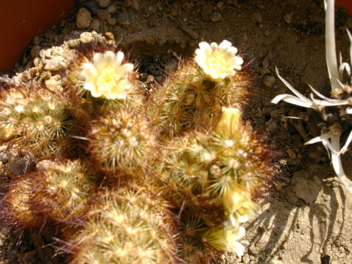 IMAG0022 - Flori cactusi