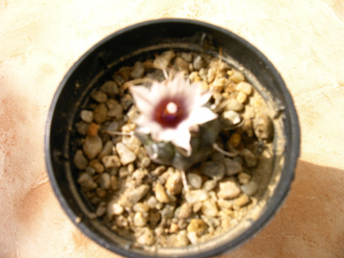 IMAG0025 - Flori cactusi