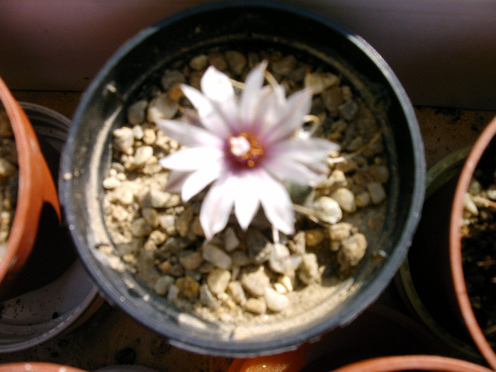 IMAG0034 - Flori cactusi