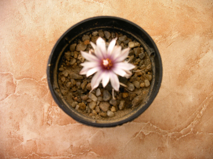IMAG0040 - Flori cactusi