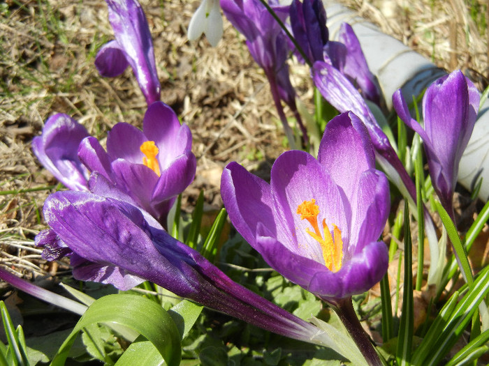 Crocus Flower Record (2012, March 28)