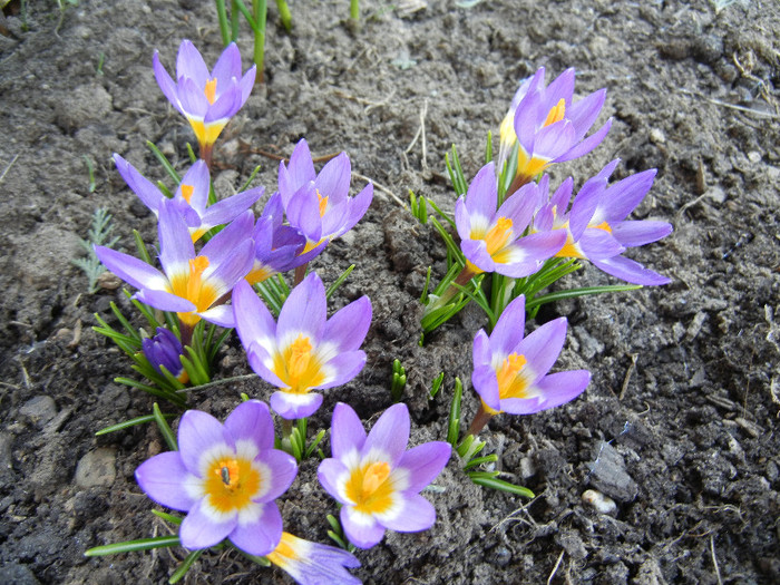 Crocus sieberi Tricolor (2012, March 28)