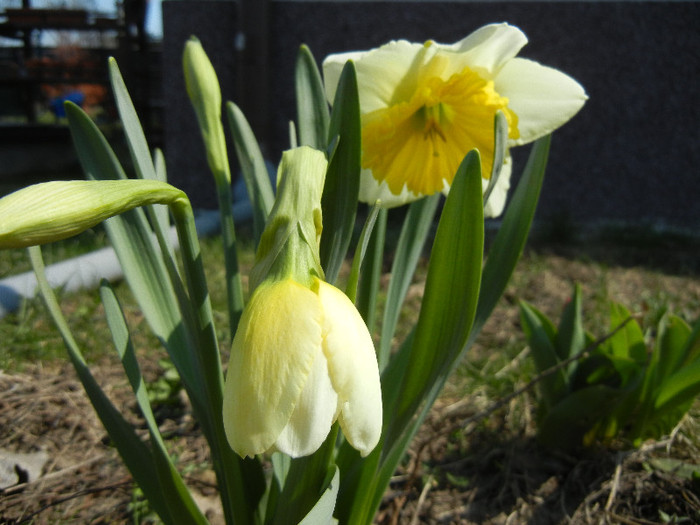 Narcissus Ice Follies (2012, March 28) - Narcissus Ice Follies