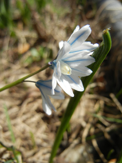 Puschkinia scilloides (2012, March 28)