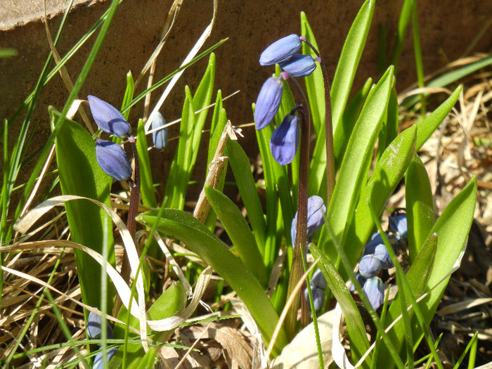 Scilla siberica (2012, March 28)