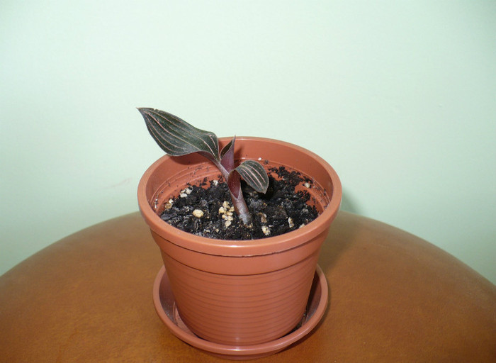 Ludisia (Orhideea bijuterie) - Orhidee 2012