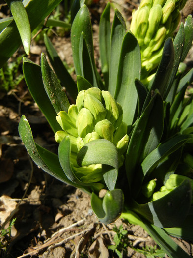 Hyacinth Yellow Queen (2012, March 28) - Hyacinth Yellow Queen