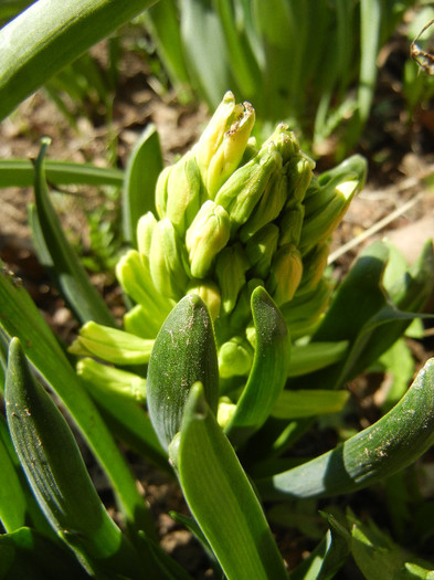 Hyacinth Yellow Queen (2012, March 28) - Hyacinth Yellow Queen