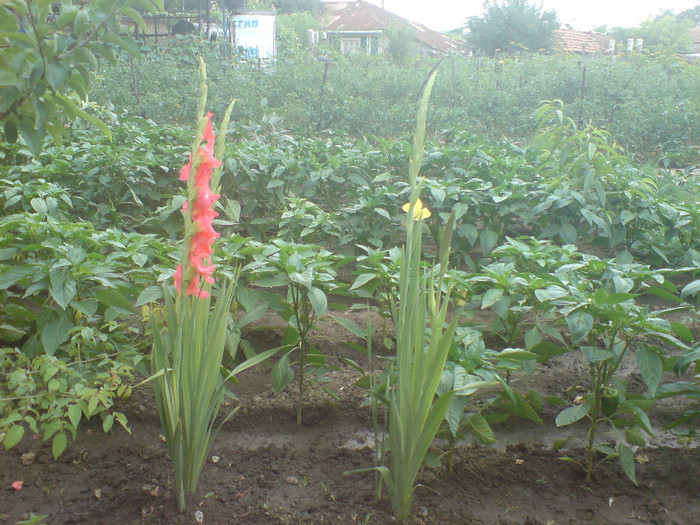 DSC00541; gladiole
