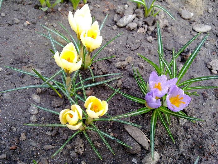 crocusi