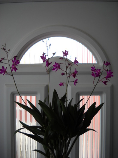 Parfumata! - 2012- Orhideea
