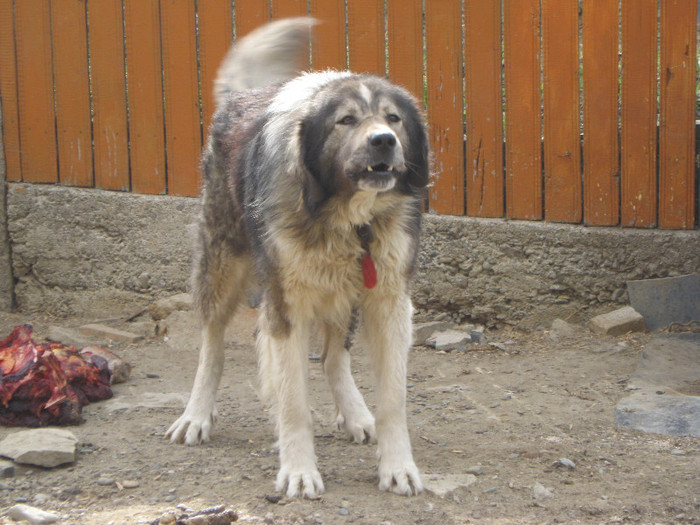 mascul