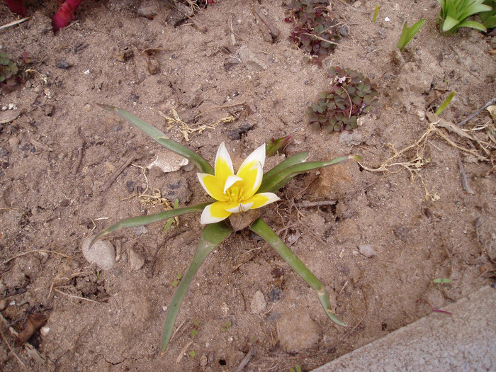 S-a desfacut ultimul mohican...