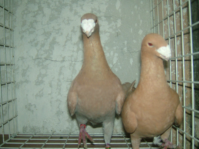 mascul 2009-femela 2008