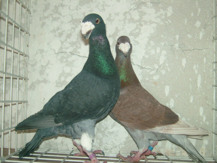 mascul 2009- femela 2009