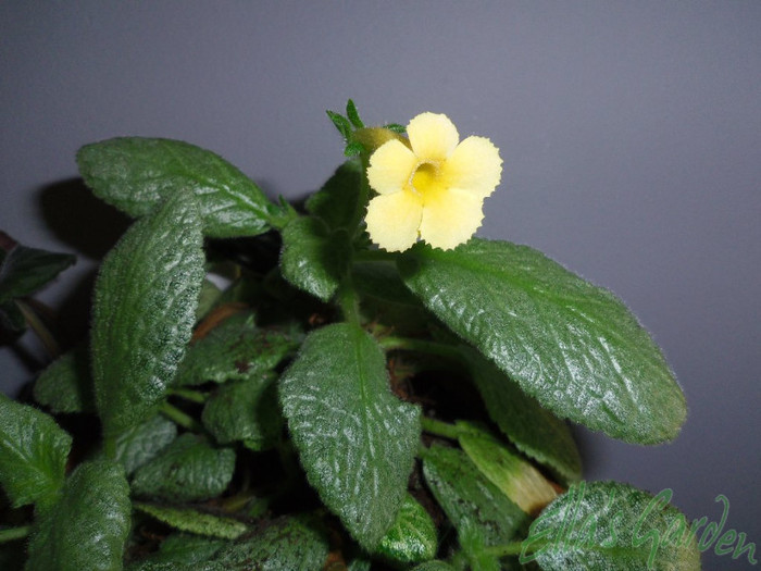 28 mar. 2012 - 2012 Gesneriaceae