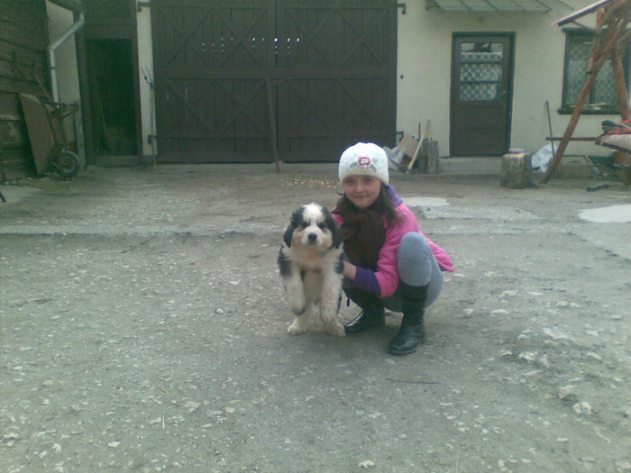 27032012(004) - caini ciobanesti de bucovina care au fost sau sunt in proprietatea mea