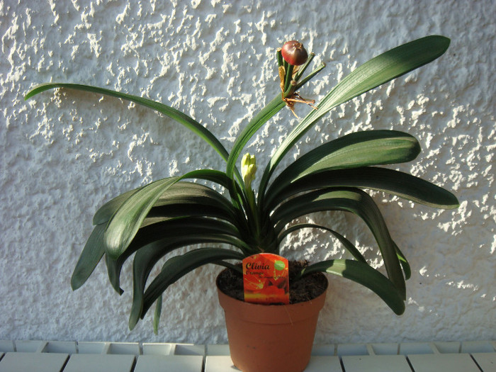 DSC00068 - Clivia