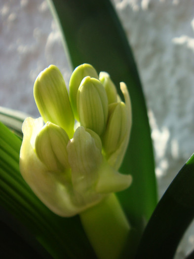 DSC00069 - Clivia